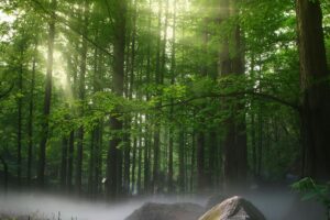 Begonia Kalimantan: Dua Spesies Baru Ditemukan, Ungkap Rahasianya!