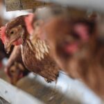 Harga Ayam Anjlok? Satgas Pangan Temukan Penyebab Utamanya