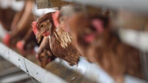 Harga Ayam Anjlok? Satgas Pangan Temukan Penyebab Utamanya