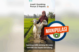 Kambing Dua Kepala? Fakta Mengejutkan di Balik Video AI Viral