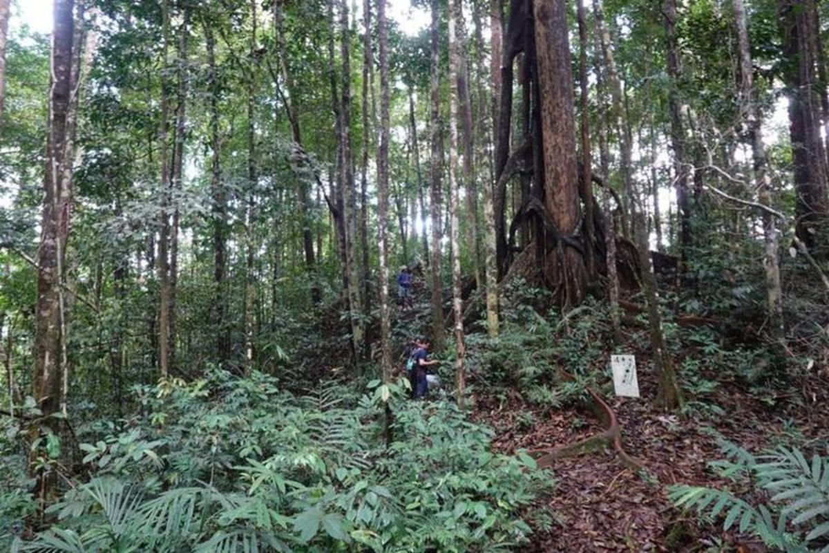 Penemuan Sensasional! Dua Spesies Begonia Baru di Kalimantan