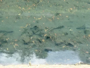 Pemprov Jakarta Siapkan Strategi Basmi Ikan Sapu-Sapu, Ahli Sarankan Metode Terpadu