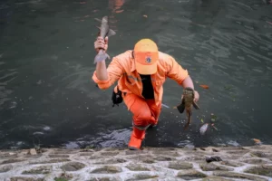 Operasi Besar-besaran Berantas Ikan Sapu-sapu di Jakarta, Pemprov DKI Turunkan Tim Khusus